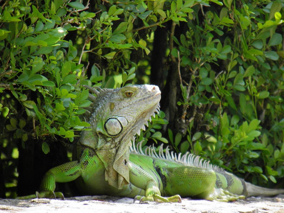 Los Susurros. Casa Palenque Buitenkant foto